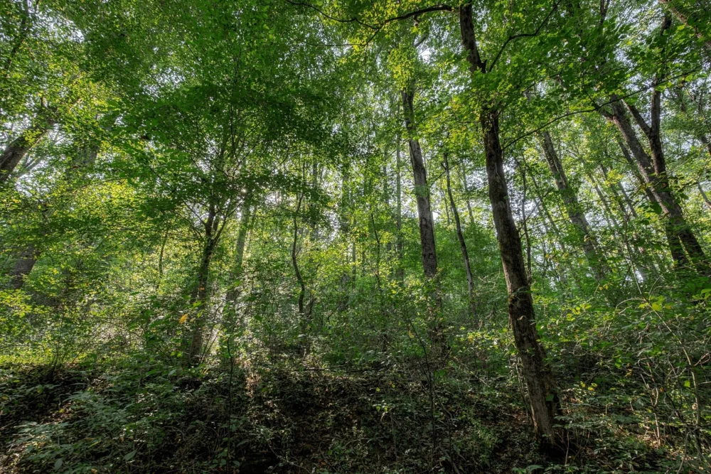 5051 Jones Valley Rd Williamsport, TN 38487