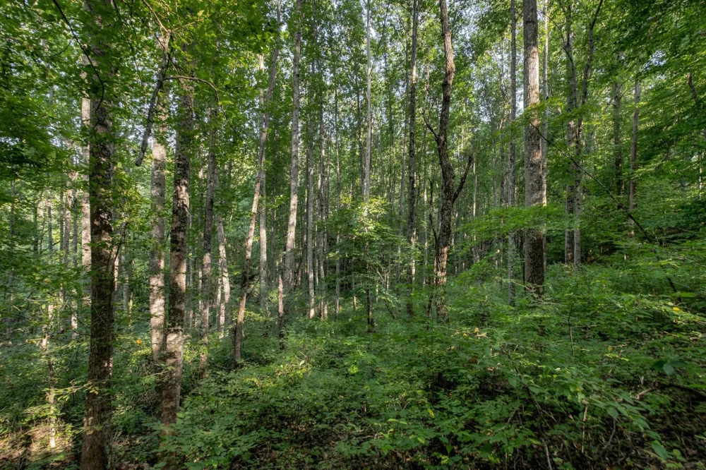 5051 Jones Valley Rd Williamsport, TN 38487