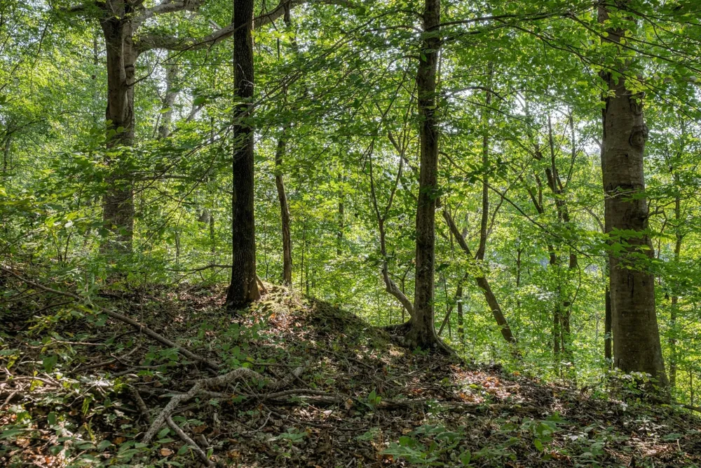 5051 Jones Valley Rd Williamsport, TN 38487