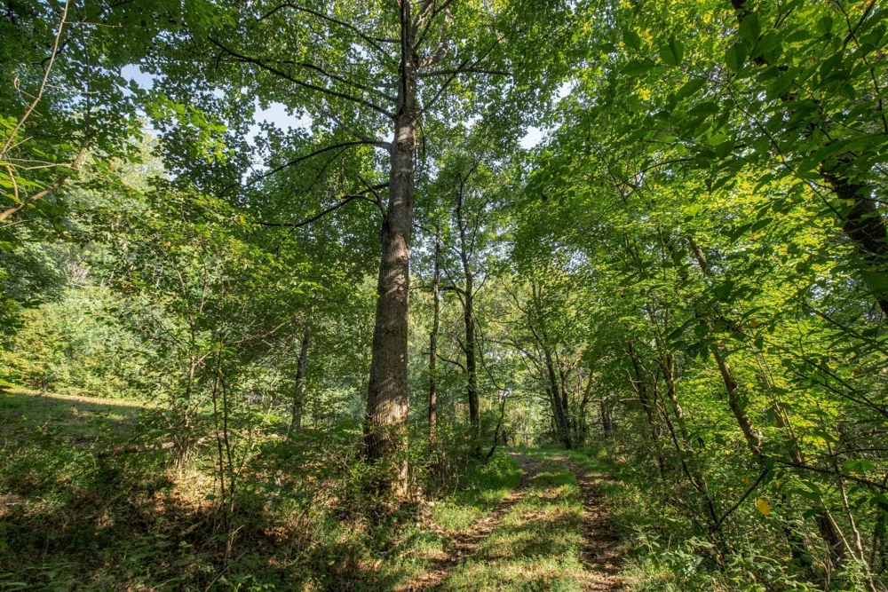 5051 Jones Valley Rd Williamsport, TN 38487