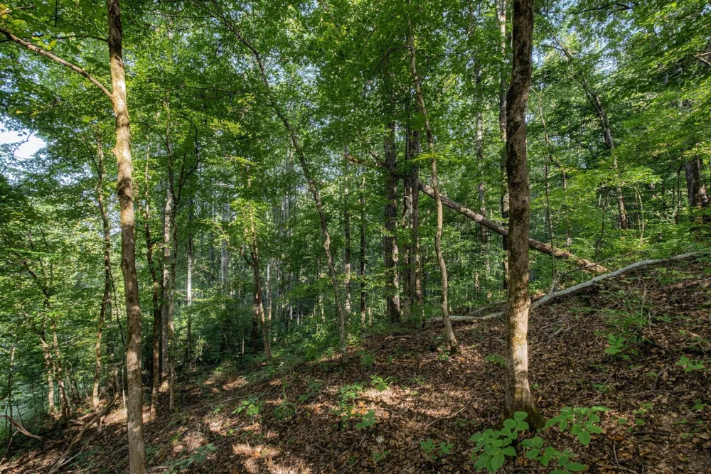 5051 Jones Valley Rd Williamsport, TN 38487