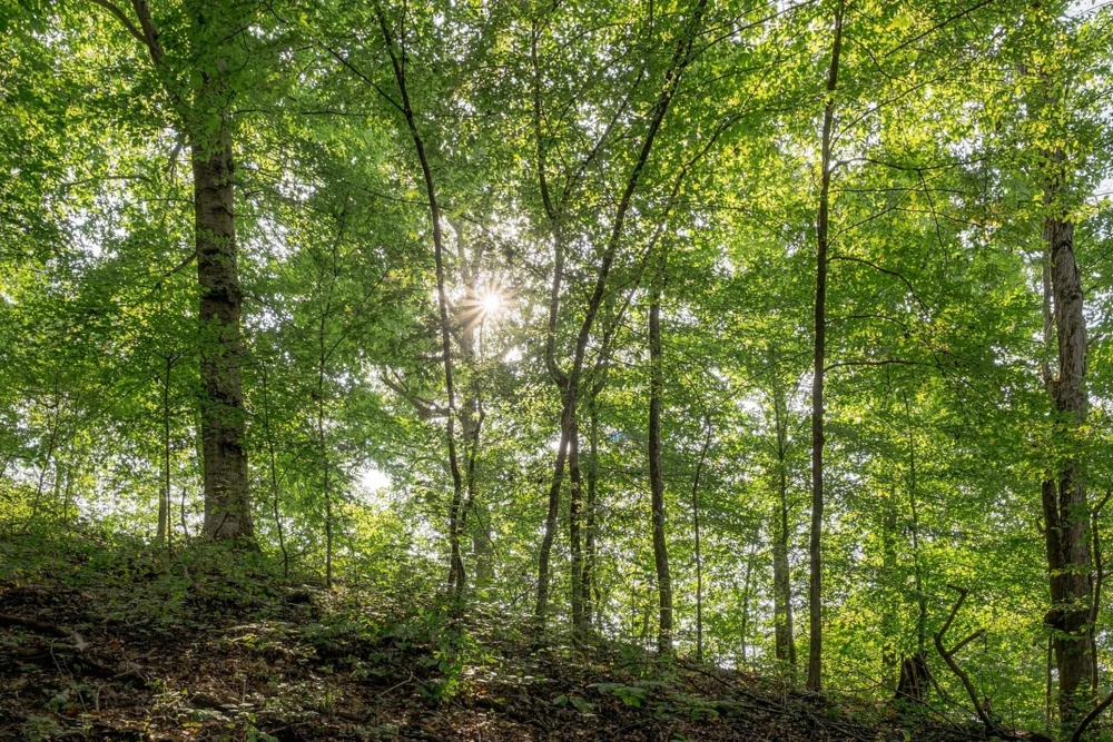 5051 Jones Valley Rd Williamsport, TN 38487
