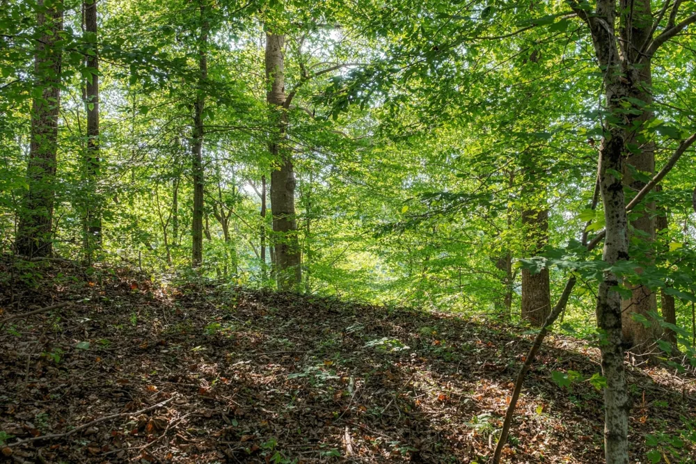 5051 Jones Valley Rd Williamsport, TN 38487