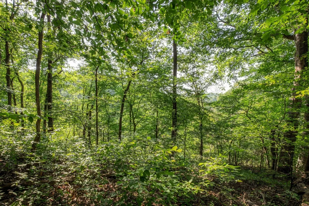 5051 Jones Valley Rd Williamsport, TN 38487