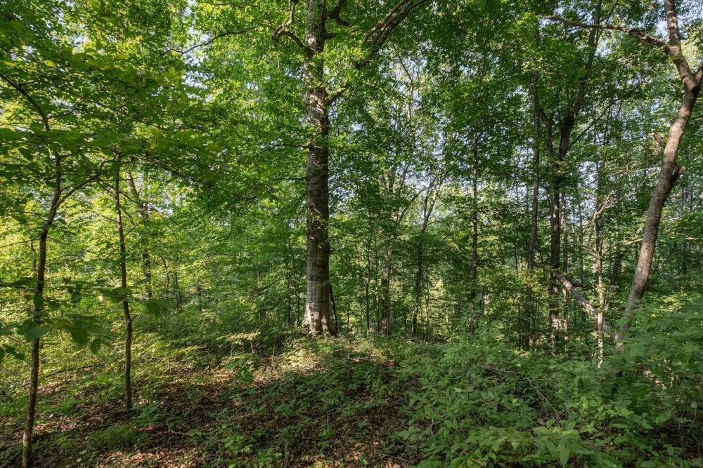 5051 Jones Valley Rd Williamsport, TN 38487