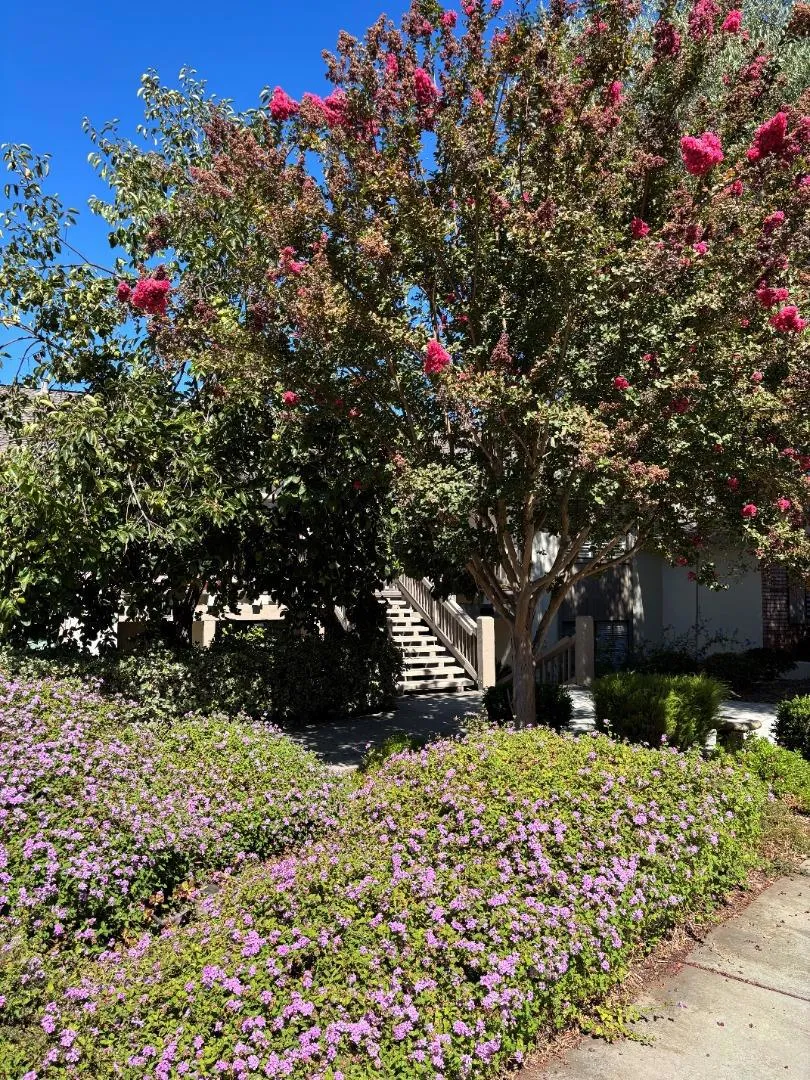 5109 Cribari Place San Jose, CA 95135