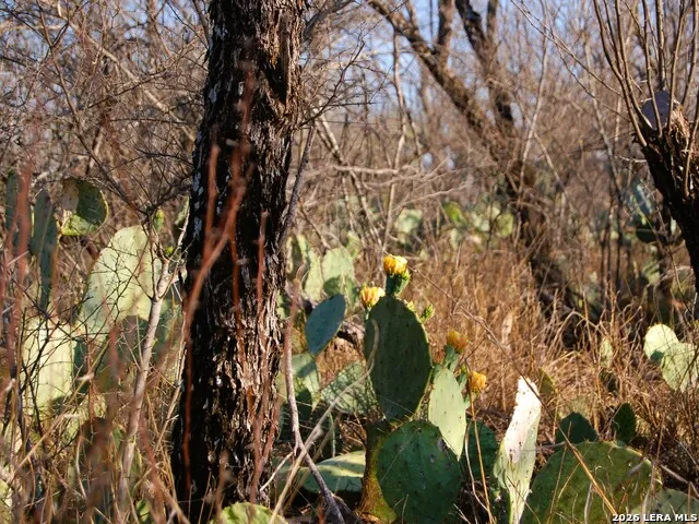 TBD FM 186 Carrizo Springs, TX 78834