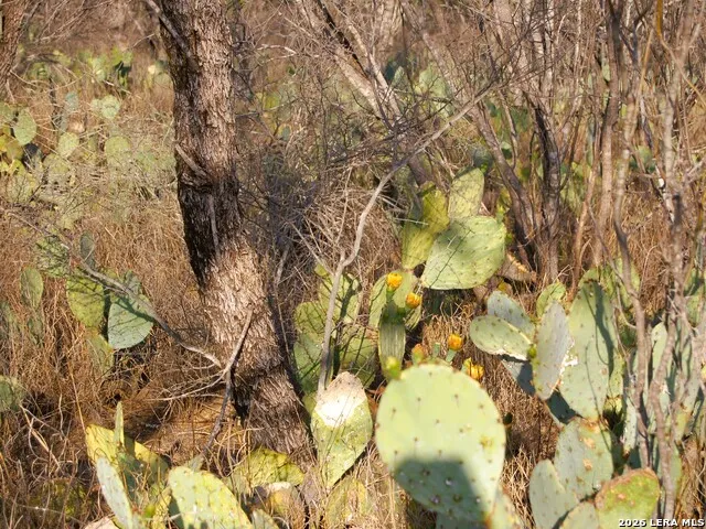 TBD FM 186 Carrizo Springs, TX 78834