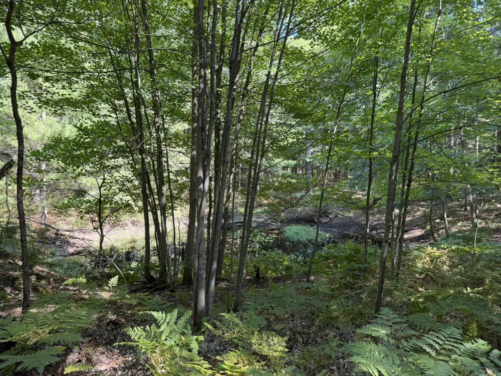 9372 W 7 Mile Road Irons, MI 49644