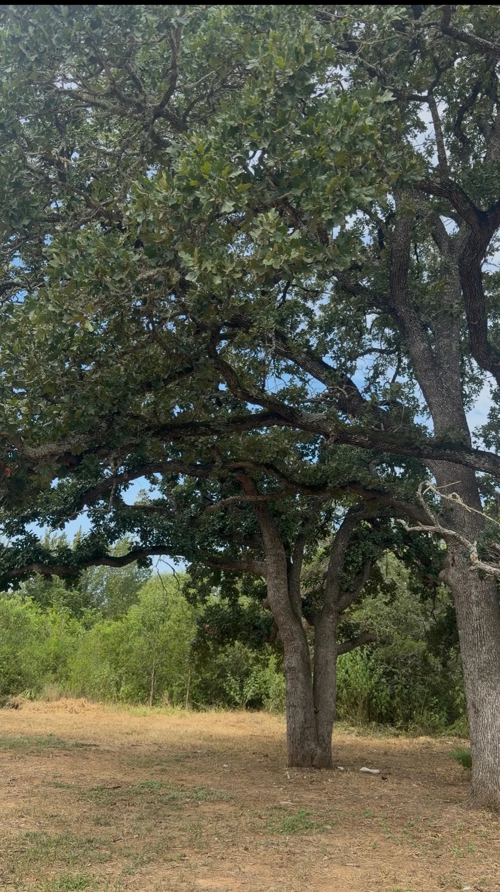 176 Whispering Pines Drive Bastrop, TX 78602