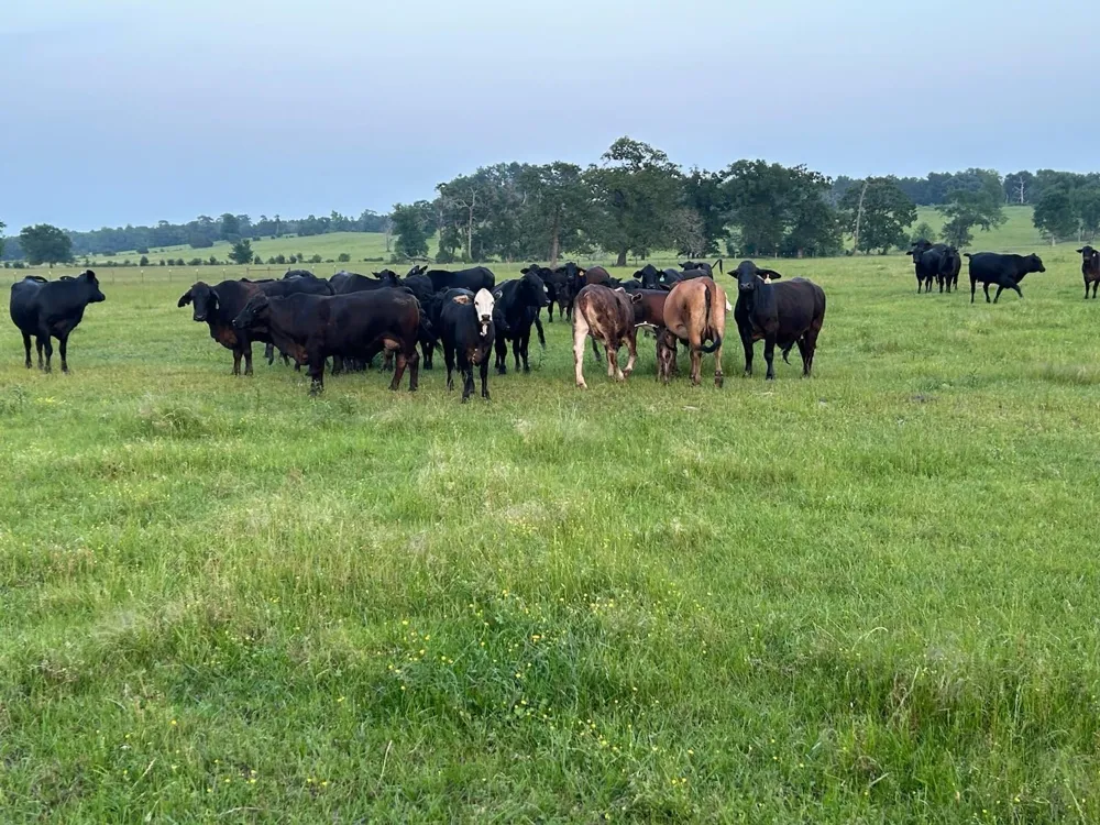 2 Highway 7 West Crockett, TX 75835