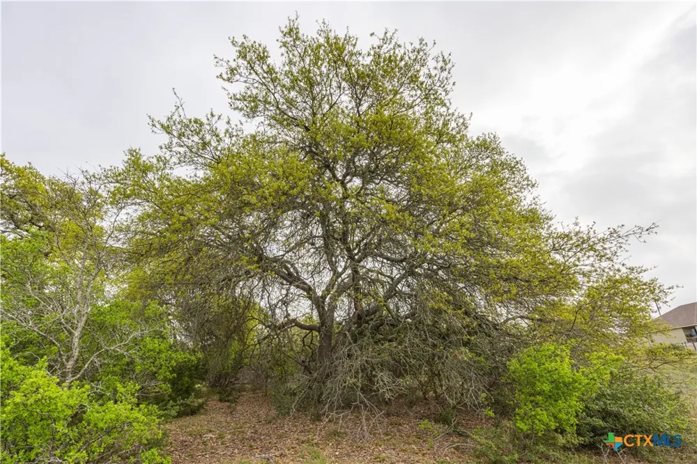 Logan's Way Blanco, TX 78606