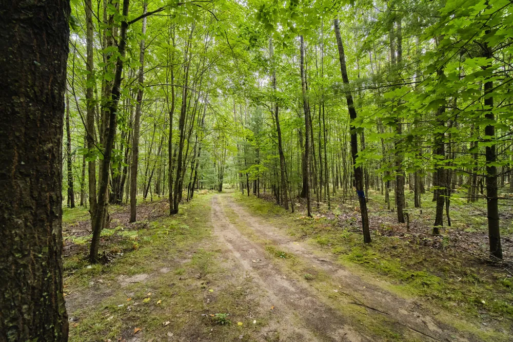 8089 Hunter's Ridge Trail Copemish, MI 49625