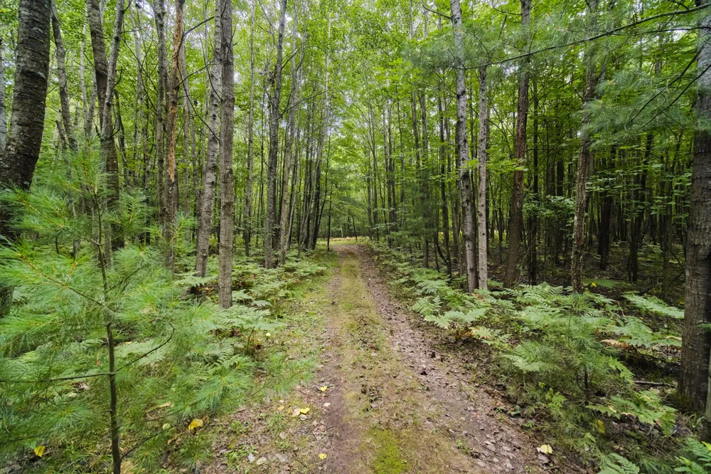 8089 Hunter's Ridge Trail Copemish, MI 49625