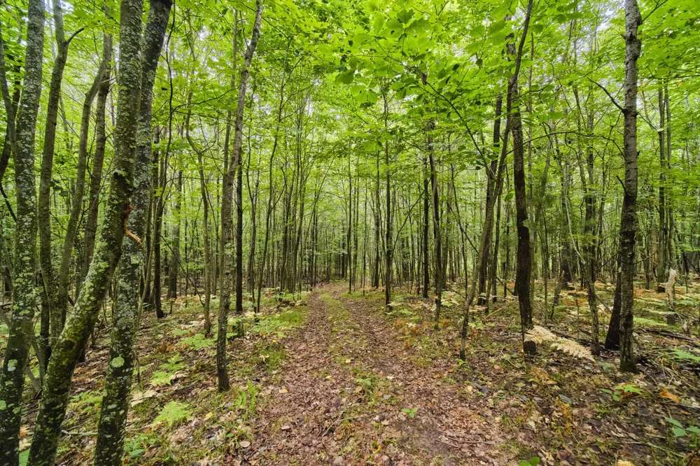 8089 Hunter's Ridge Trail Copemish, MI 49625