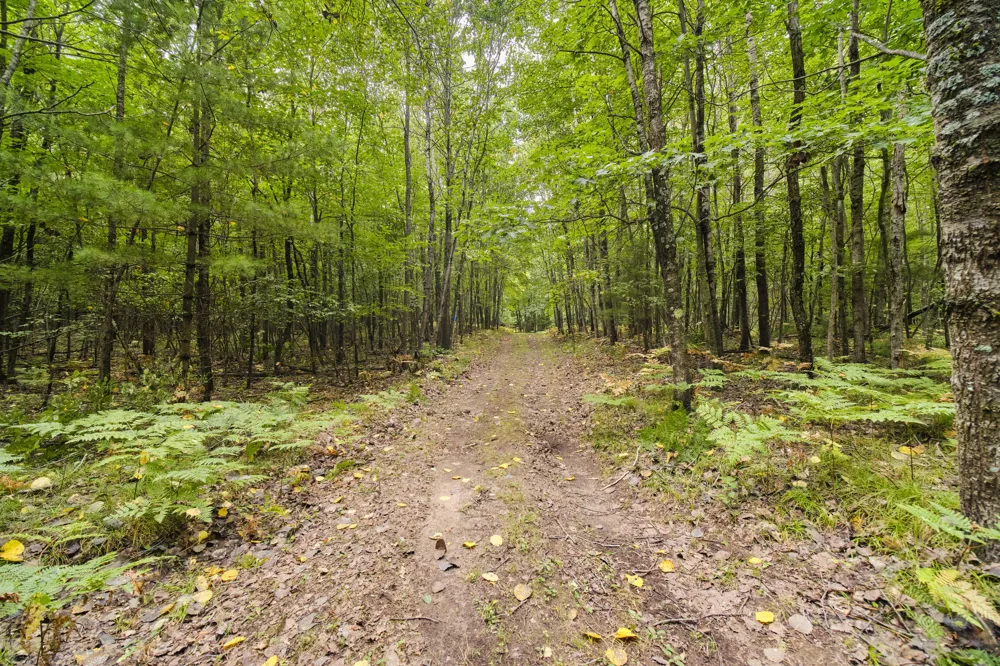 8089 Hunter's Ridge Trail Copemish, MI 49625