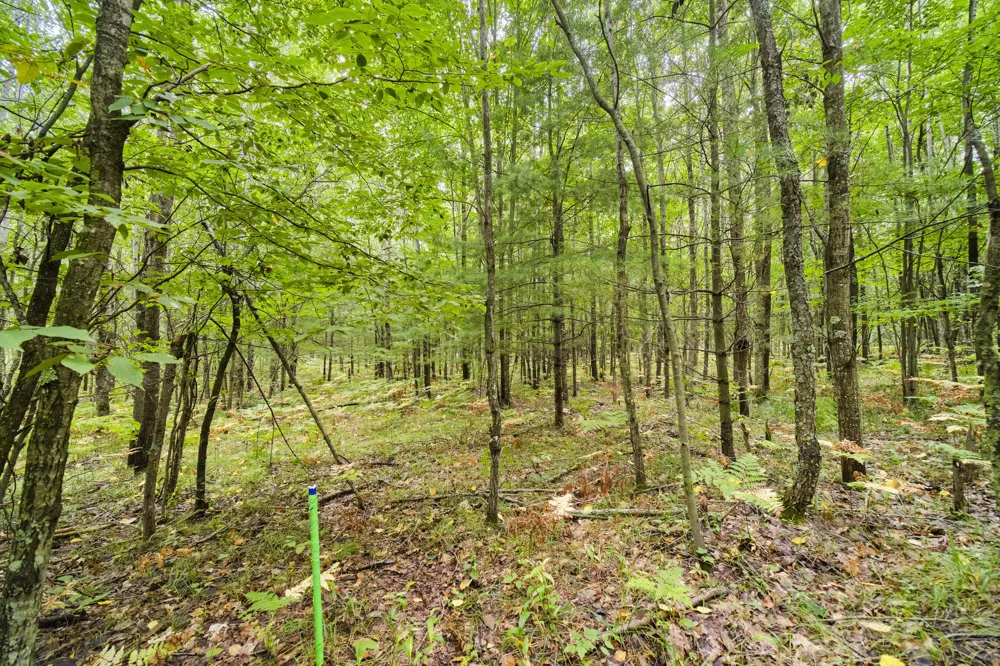 8089 Hunter's Ridge Trail Copemish, MI 49625