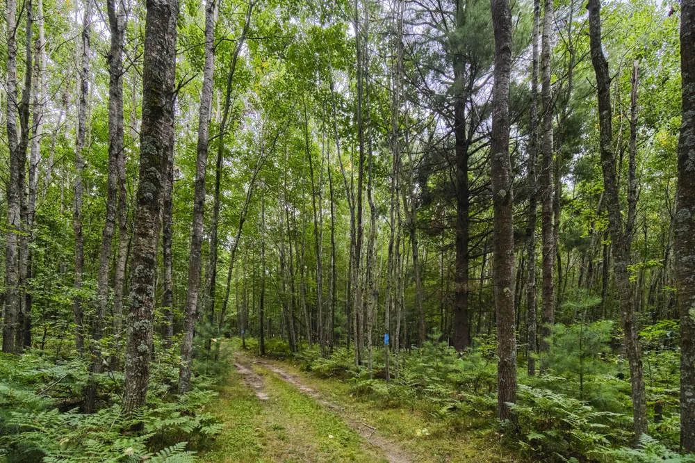 8089 Hunter's Ridge Trail Copemish, MI 49625