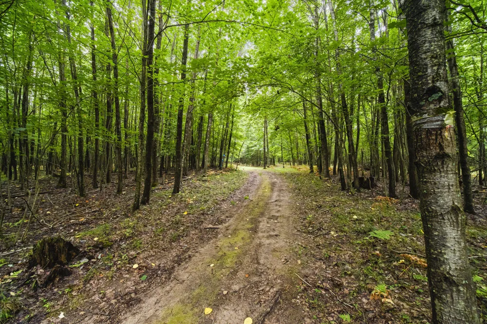 8089 Hunter's Ridge Trail Copemish, MI 49625