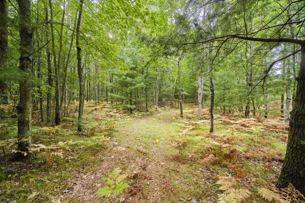 8089 Hunter's Ridge Trail Copemish, MI 49625