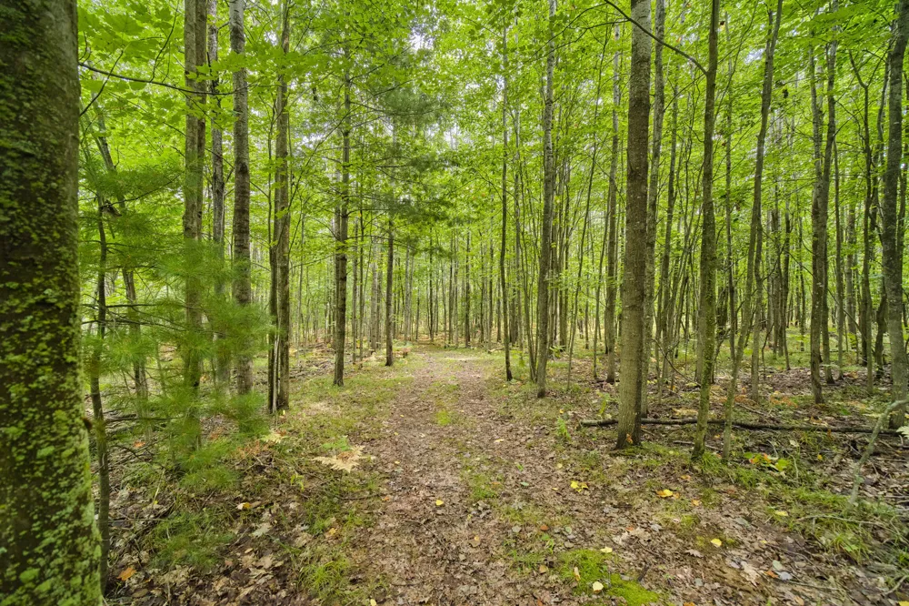 8089 Hunter's Ridge Trail Copemish, MI 49625