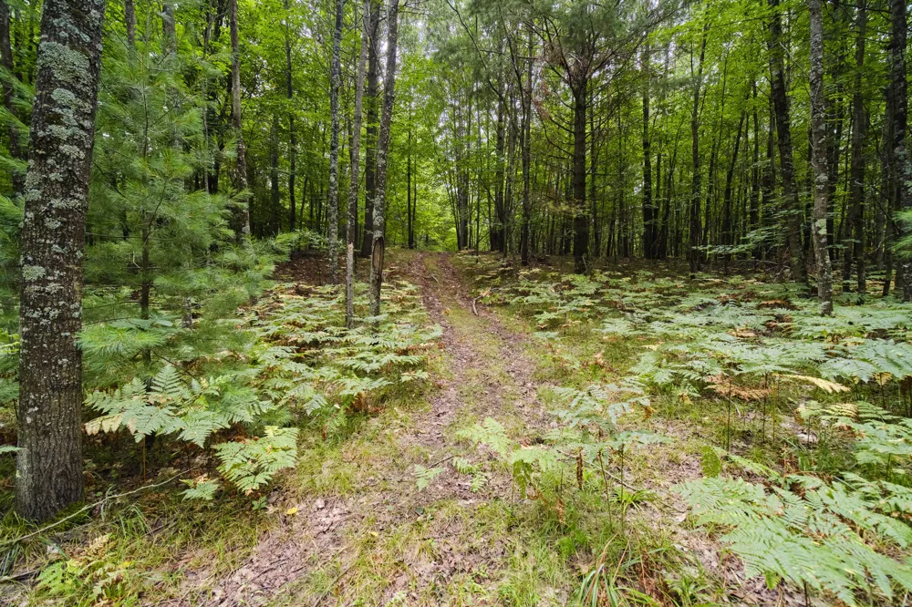 8089 Hunter's Ridge Trail Copemish, MI 49625
