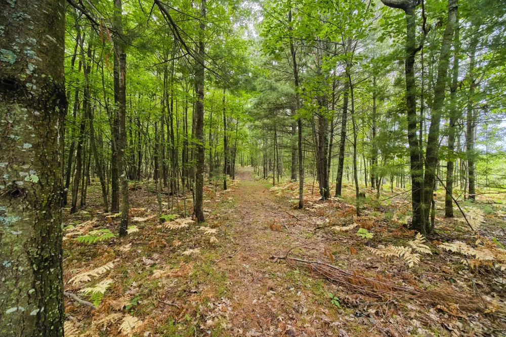 8089 Hunter's Ridge Trail Copemish, MI 49625