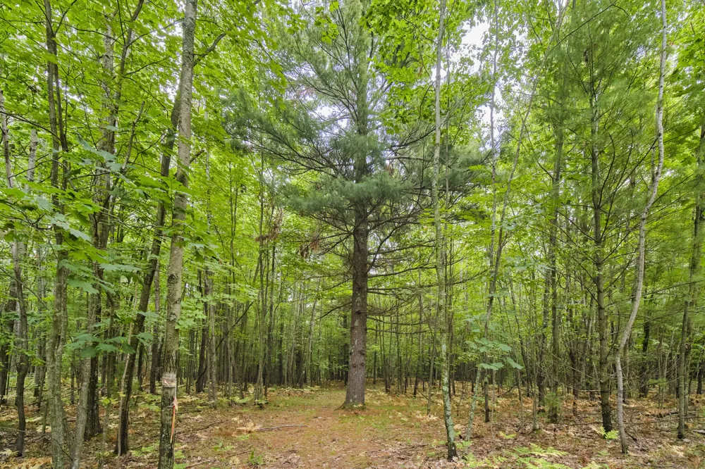 8089 Hunter's Ridge Trail Copemish, MI 49625