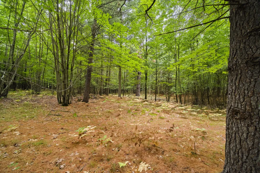 8089 Hunter's Ridge Trail Copemish, MI 49625