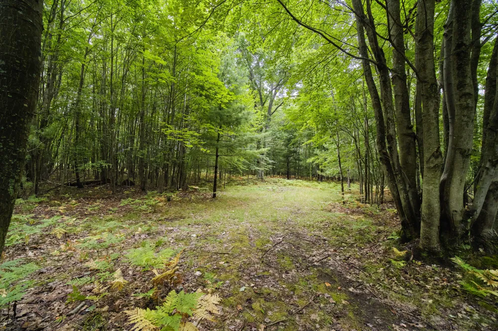 8089 Hunter's Ridge Trail Copemish, MI 49625