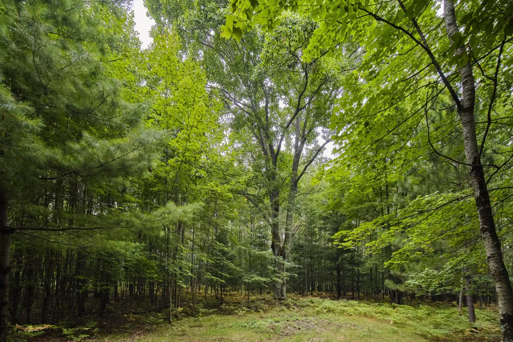 8089 Hunter's Ridge Trail Copemish, MI 49625