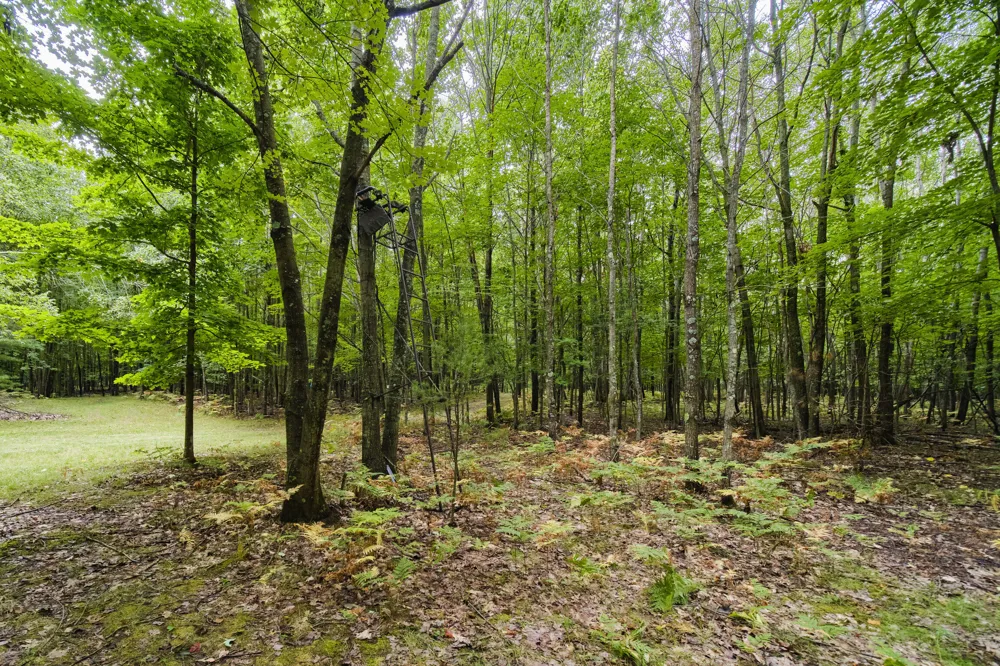 8089 Hunter's Ridge Trail Copemish, MI 49625