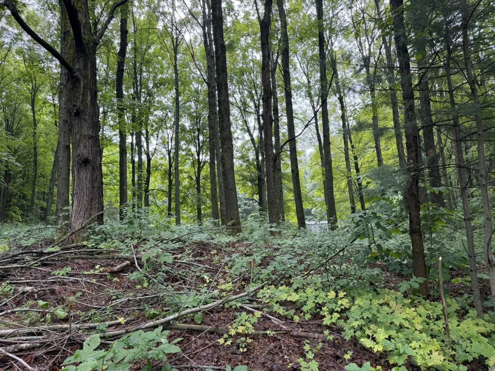 8299 W Walker Road Caldwell Township, MI 49663