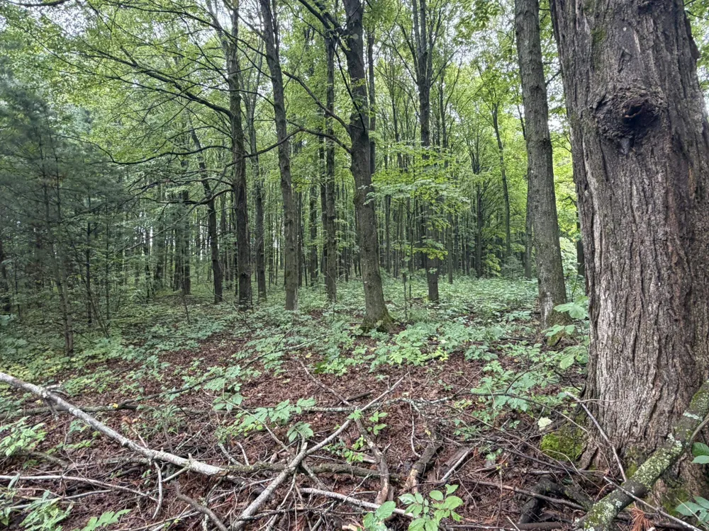 8299 W Walker Road Caldwell Township, MI 49663