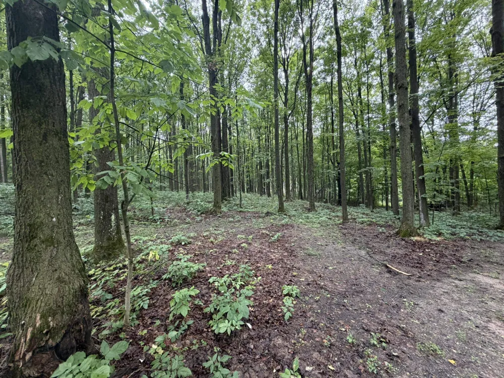 8299 W Walker Road Caldwell Township, MI 49663