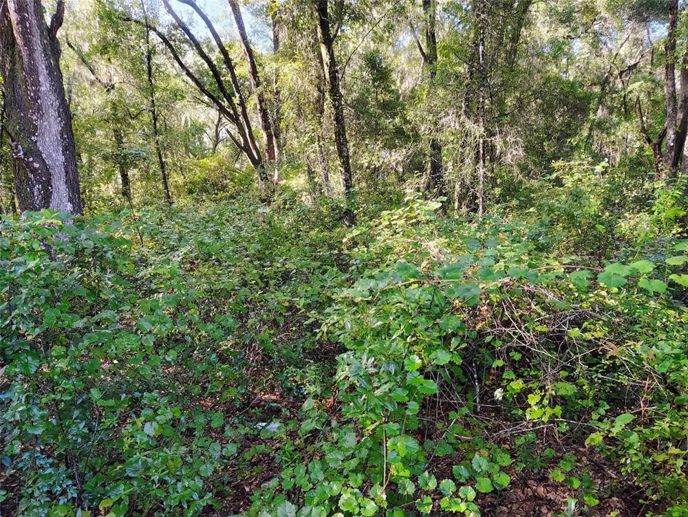 SW 158TH LANE Dunnellon, FL 34432