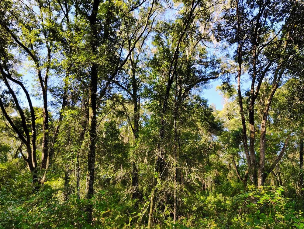 SW 158TH LANE Dunnellon, FL 34432