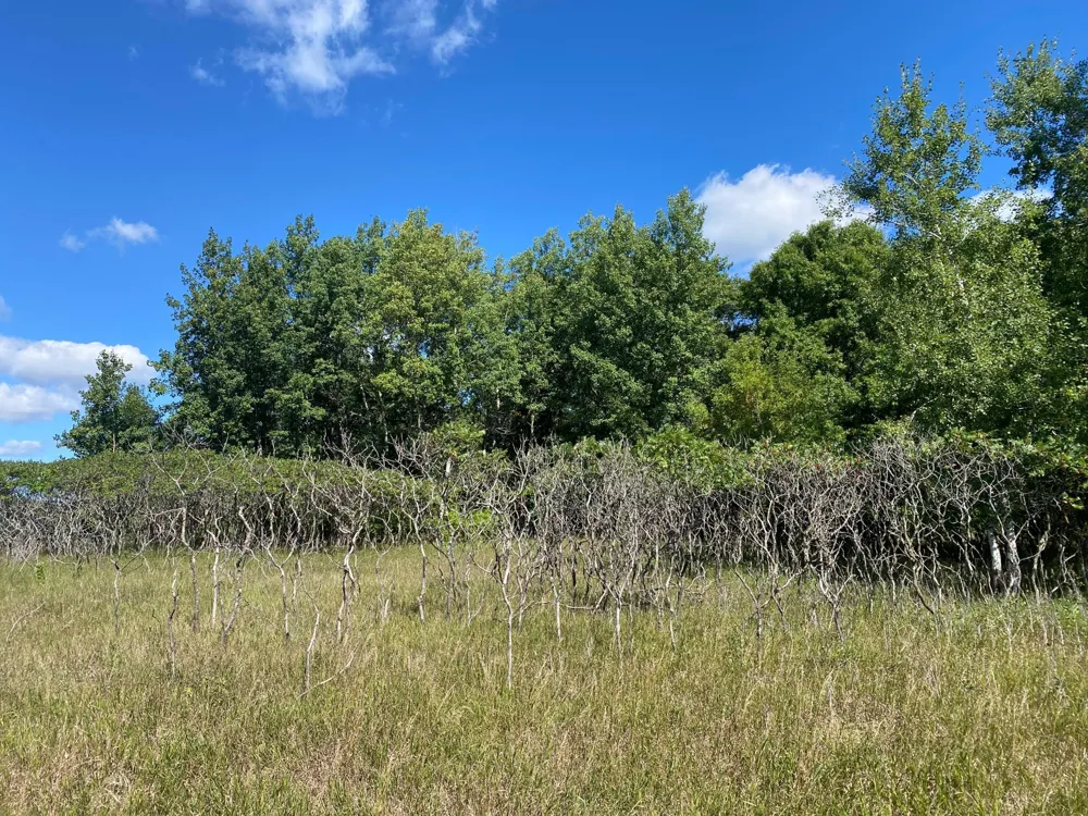 TBD 97th Street NW Zimmerman, MN 55330