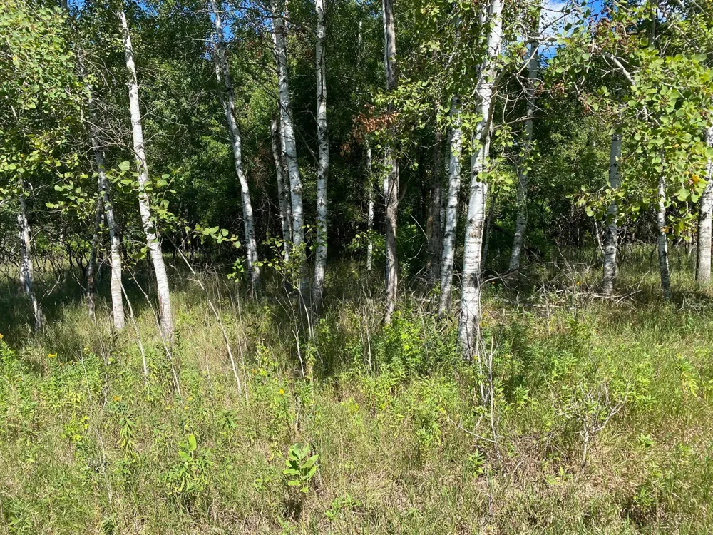 TBD 97th Street NW Zimmerman, MN 55330