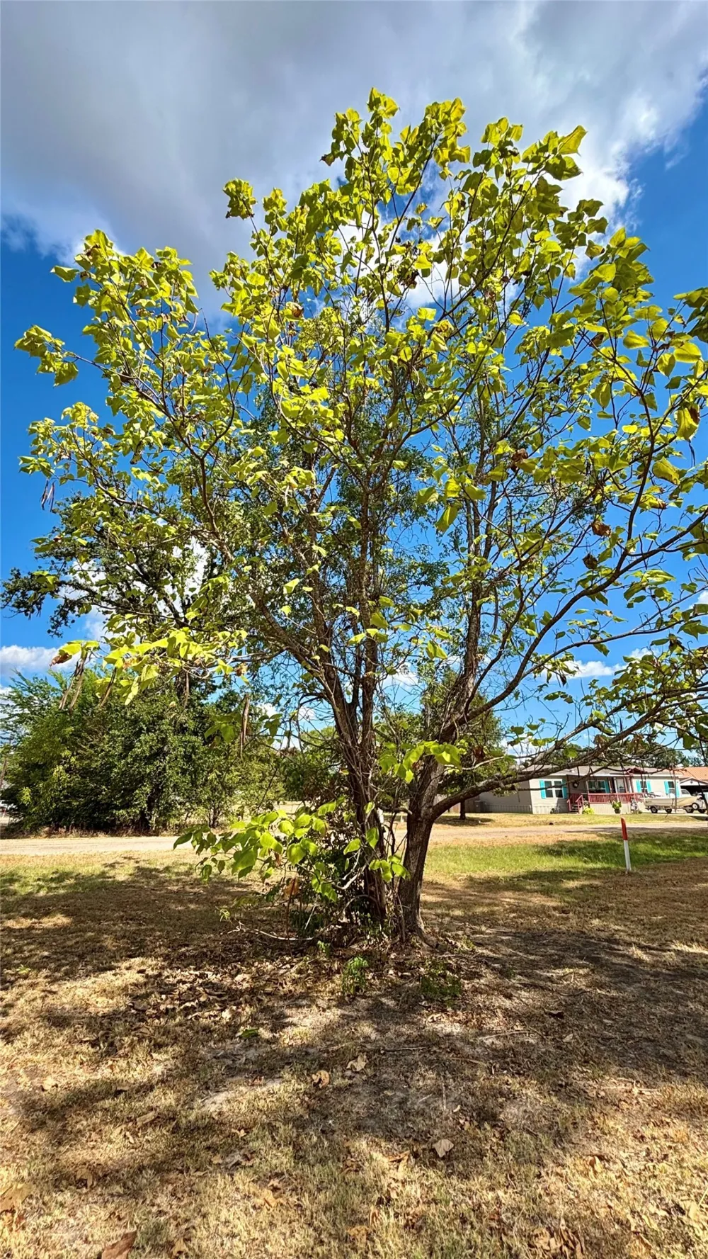 169 Navajo Quitman, TX 75783
