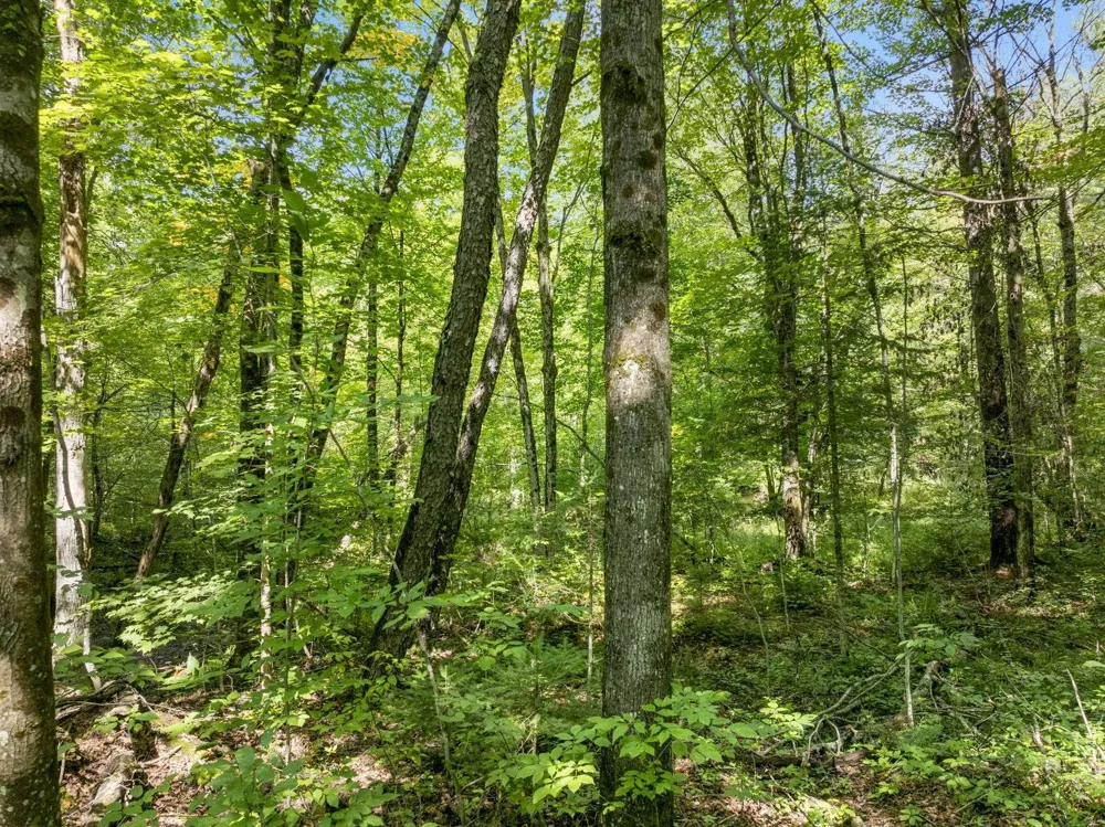4517 SE Pierson Creek Road Oliver Township, MI 49646