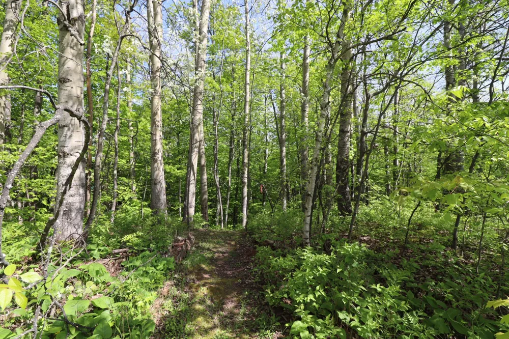 Lot 19 Eagle Run Bayfield, WI 54814