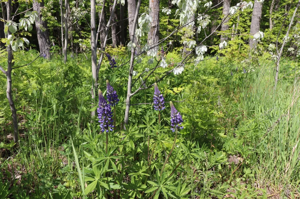 Lot 19 Eagle Run Bayfield, WI 54814