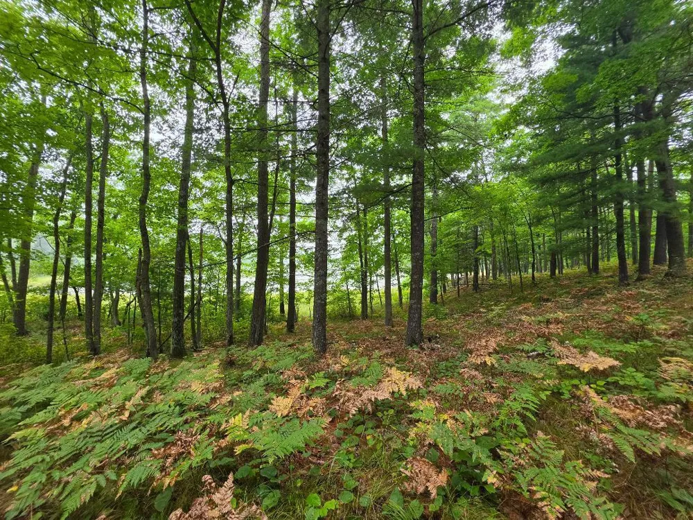 00 10 1/2-28 1/2 Barronett, WI 54813