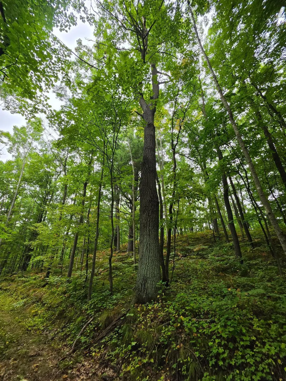 00 10 1/2-28 1/2 Barronett, WI 54813