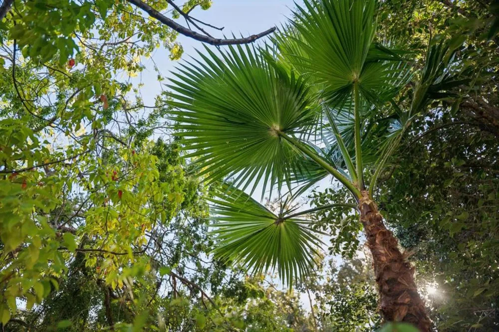 18661 Woodbank Way Saratoga, CA 95070