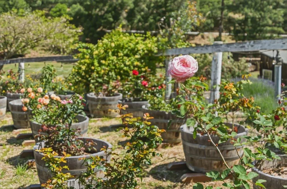 2555 San Juan Canyon Road San Juan Bautista, CA 95045