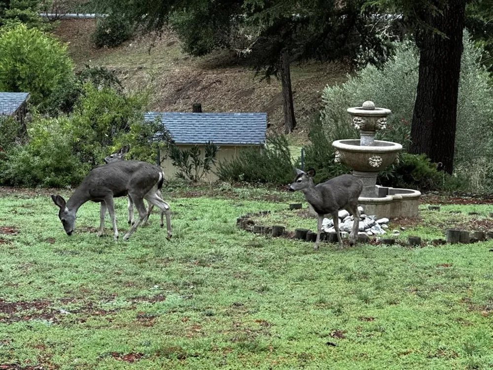 2555 San Juan Canyon Road San Juan Bautista, CA 95045