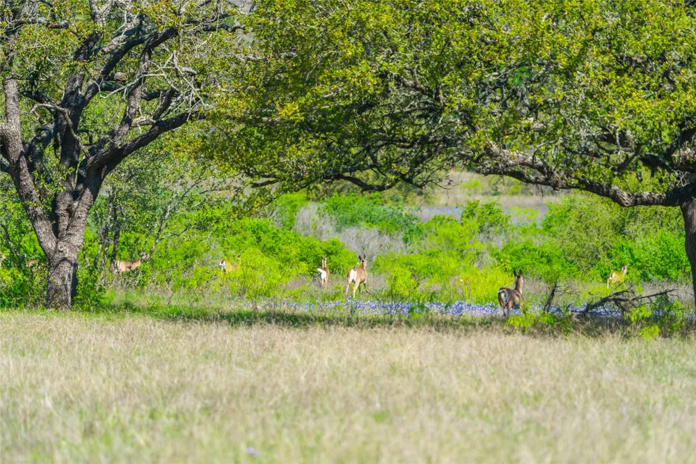 Paleface Ranch Road S Spicewood, TX 78669