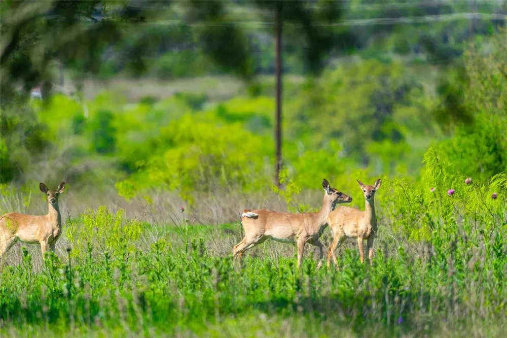Paleface Ranch Road S Spicewood, TX 78669